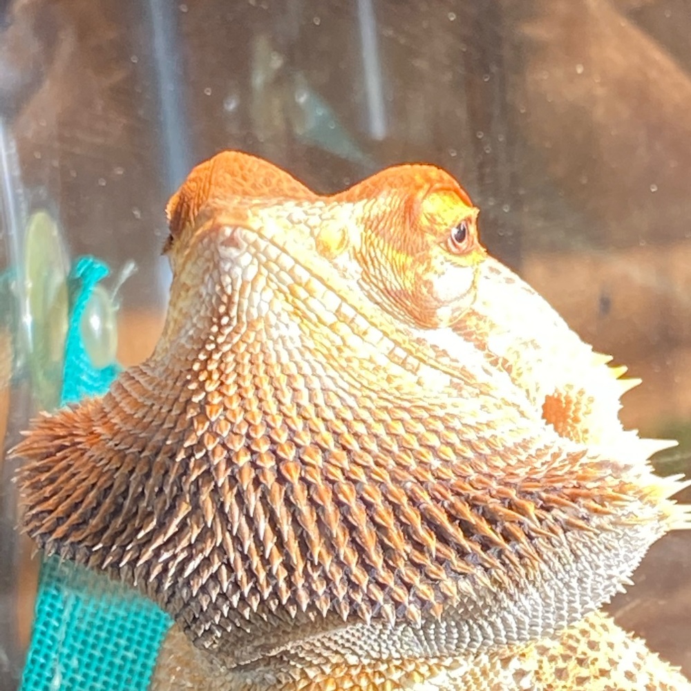 Meet your Posher, Austin